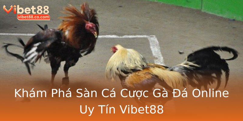 Khám Phá Sàn Cá Cược Gà Đá Online Uy Tín Vibet88 Khám Phá Sàn Cá Cược Gà Đá Online Uy Tín Vibet88