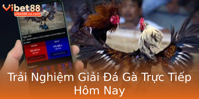 Trải Nghiệm Giải Đá Gà Trực Tiếp Hôm Nay Trải Nghiệm Giải Đá Gà Trực Tiếp Hôm Nay